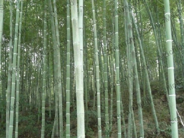 bamboo