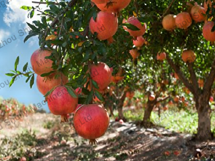 Árbol de frutas