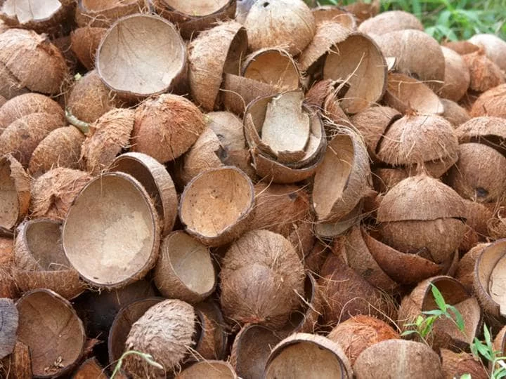 coconut shell 1